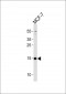 POLR2J3 Antibody (N-term)
